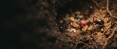 Obrera de Messor barbarus con una semilla en las mandíbulas dentro de una galería del hormiguero