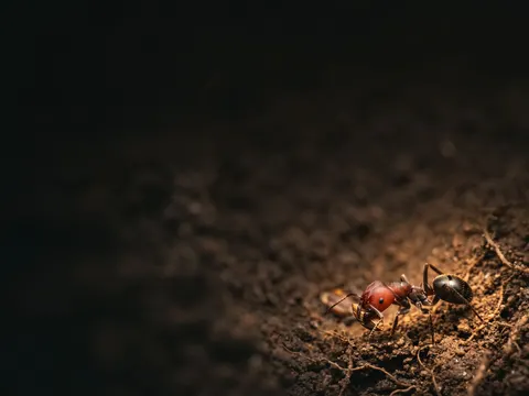 Obrera de Messor barbarus sujetando una semilla sobre la tierra del hormiguero
