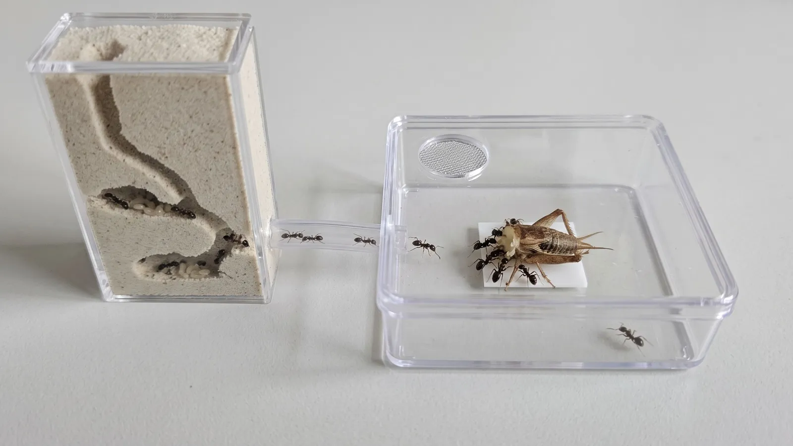 Si tu colonia no crece, mira qué insecto le das y cuánto: grillos, tenebrios y moscas de la fruta comparados, y cómo prepararlos sin llenar el nido de restos